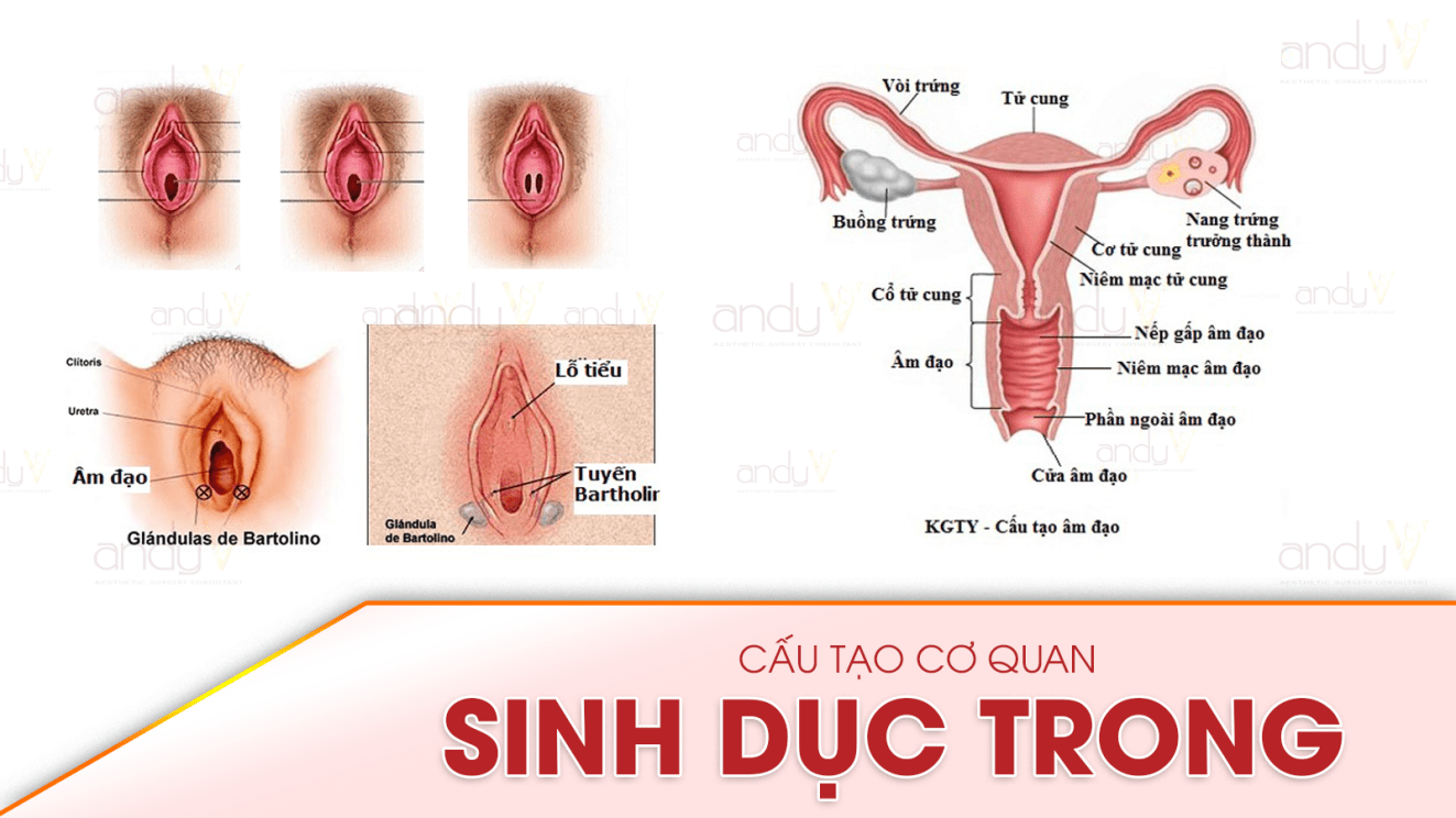 Cấu trúc cơ quan sinh dục nữ 2