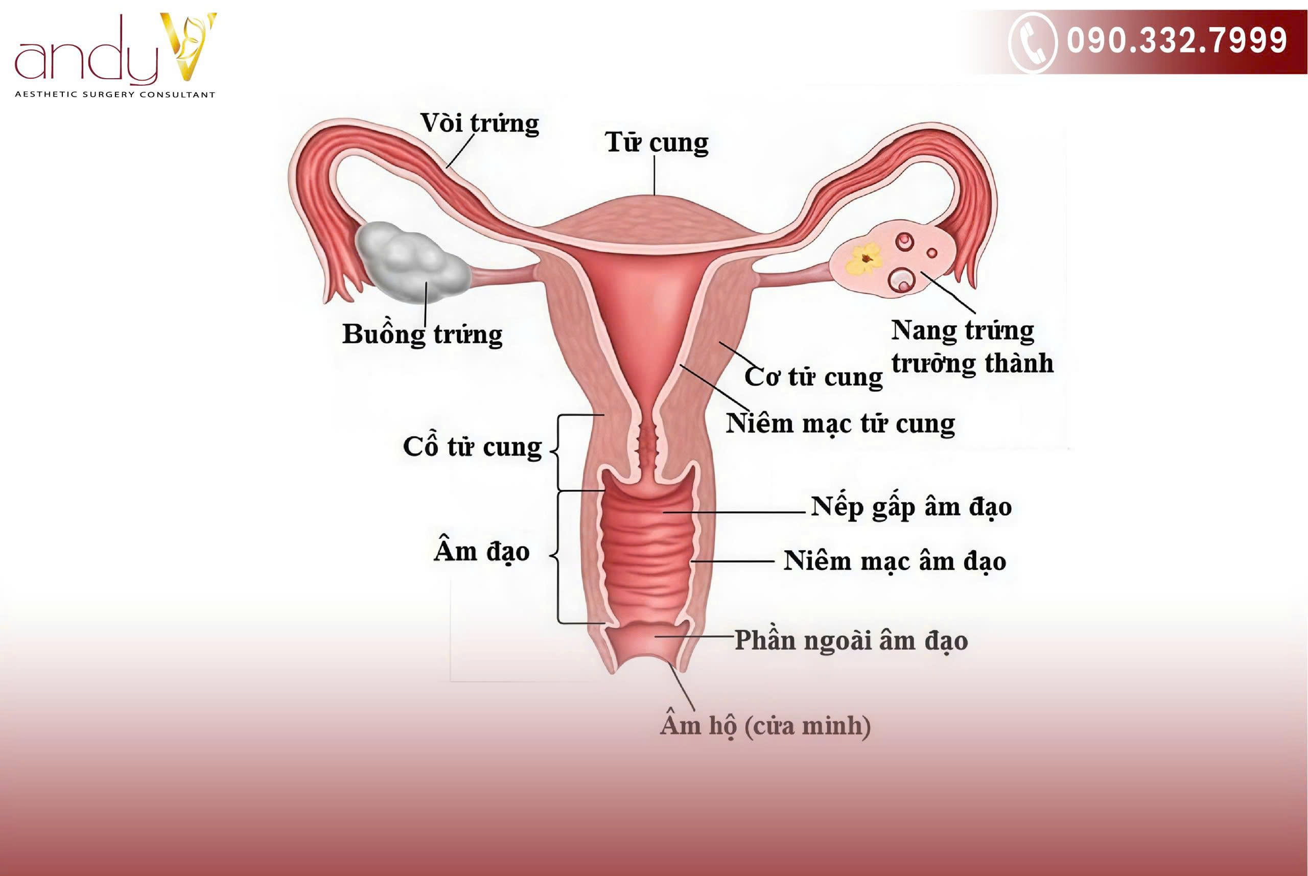 Cơ quan sinh dục trong nằm sâu trong khoang chậu