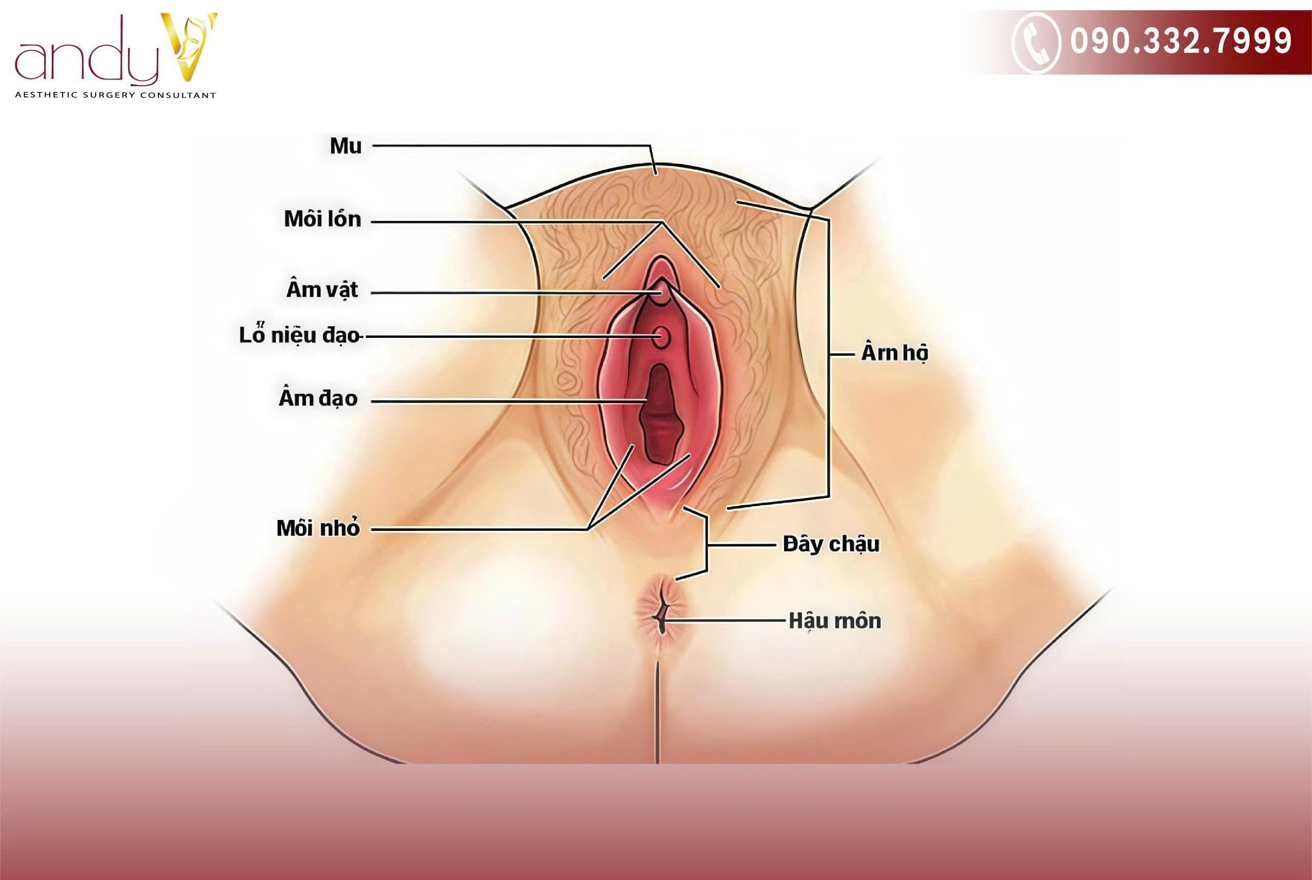 Âm hộ là tập hợp các cấu trúc nằm ở bên ngoài cơ thể