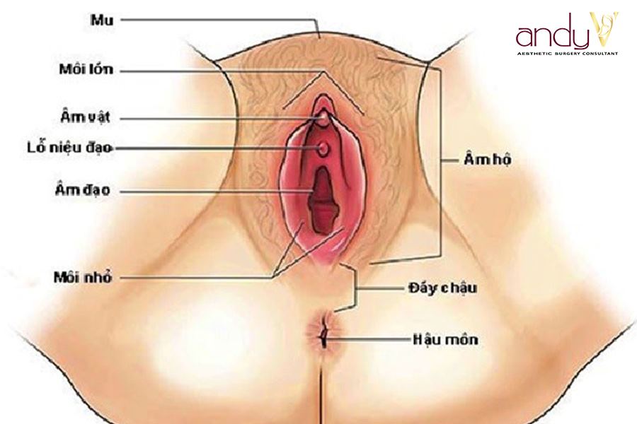 Cấu tạo vùng kín phụ nữ