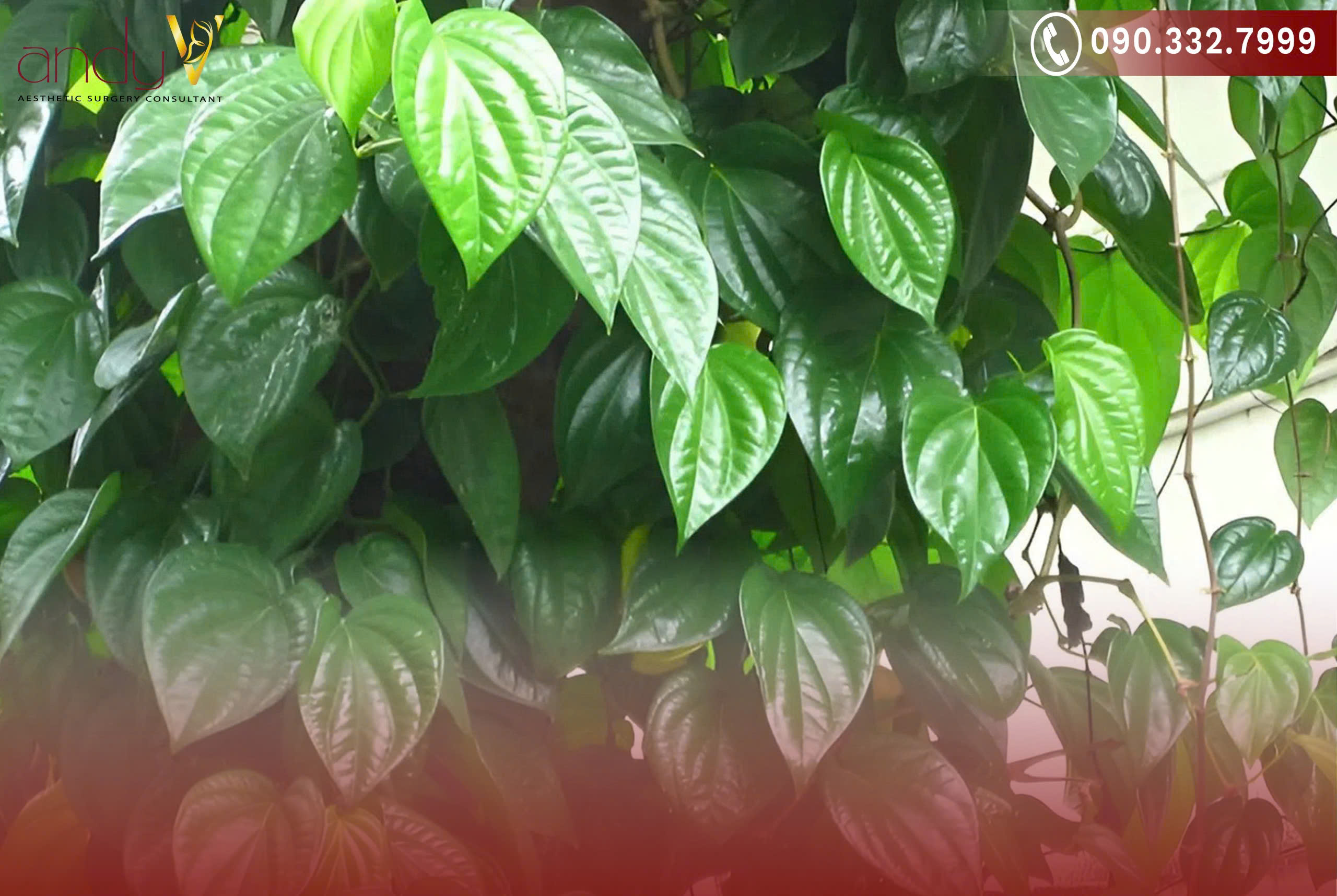 Lá trầu không có chứa các hợp chất như chavicol và betel phenol có khả năng kháng khuẩn