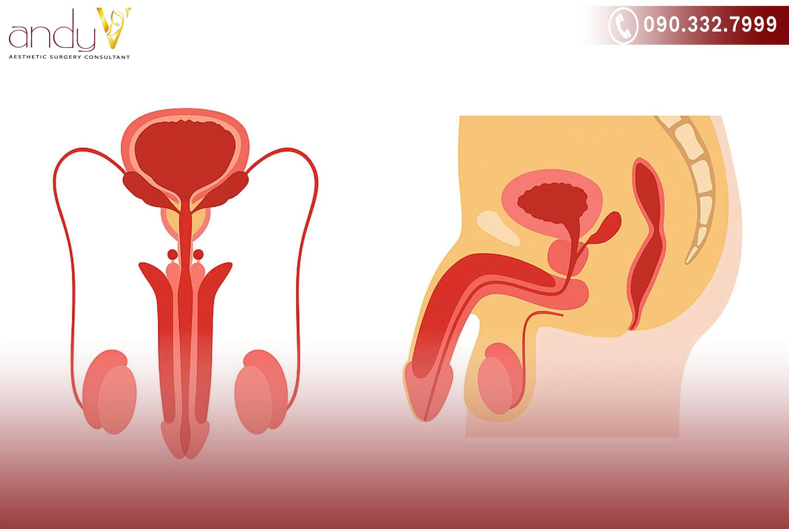 Các bộ phận nằm bên ngoài và bên trong cơ thể