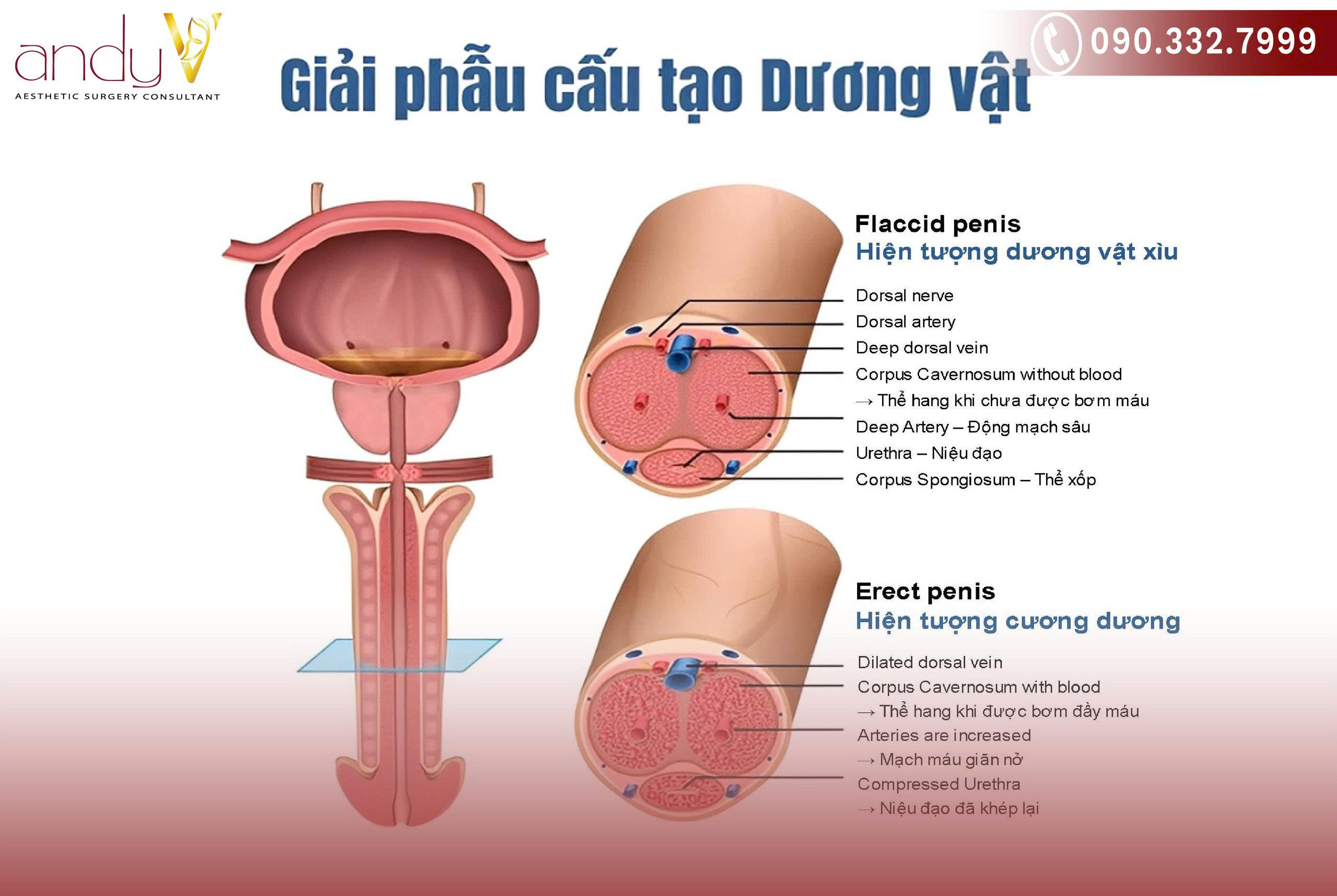 Cấu tạo chi tiết của dương vật